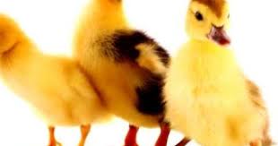 Six Little Ducks Nursery Rhymes Songs For Children Nursery Rhymes Songs Kids Songs Kindergarten Music Lessons
