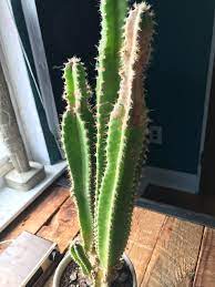 Give it up to a week after repotting before you water it. What S This Brown Scab On My Cactus Cactus