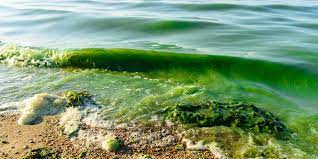 Algal Blooms