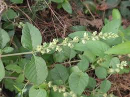 Image result for Pupalia micrantha