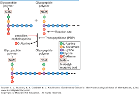 Penicillins Cephalosporins And Other Lactam Antibiotics