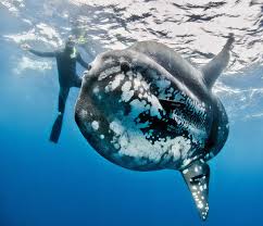 Mola Mola Sunfish Azores Islands Ocean Creatures Underwater Creatures Sea Animals