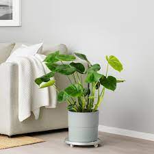 Esistono in commercio portavasi di forme, dimensioni, usi e prezzi molto diversi. Nypon Portavasi Da Interno Esterno Grigio 24 Cm Ikea It