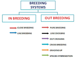 Breeding Methods Of Dairy Cattle Engormix