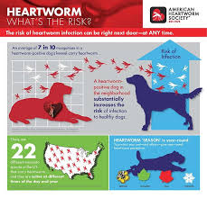 Dog Coughing And Gagging Here S Why And What To Do Worms In Dogs Dog Coughing Heartworm