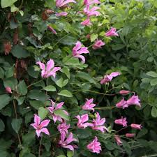 Image result for Clematis pulchra