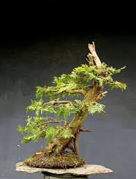 Bonsai Outdoor Winterhart Thuja H70 B67 D15 Cm Garten Terrasse Pflanzen Samereien Zwiebeln Pflanzen Baume Straucher Ebay Thuja Bonsai Winterhart