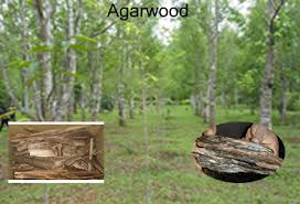 Big agarwood heartwood tree in rainforest koh lanta, mu ko lanta national park, thailand, southeast asia. Agarwood Or Oodh Aquilaria Malaccensis Dark Resinous Heartwood That Forms In Aquilaria Gyrinops Trees Native To Southeast Asia Infected With A Type Of M