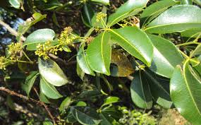 Image result for Toddalia simplicifolia