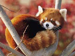 Red Panda Is The Real Firefox Paradoxoff Planet Red Panda Red Panda Baby Animals Beautiful