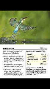 Kingfishers Cheat Sheet Wildlife Photography Tips Digital Photography Lessons Photography Basics
