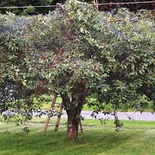 When it comes to fertilizing cherry trees, less is better. Cherry Trees The Gift That Keeps On Giving Storey Publishing