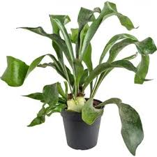 Image result for parožnatka Platycerium