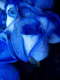 Most people do not consider flower meanings before gifting flowers. Blue Rose Wikipedia