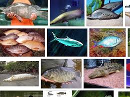Wilayah perairan memang menarik untuk dibahas. 10 Ikan Air Tawar Yang Dapat Tumbuh Sangat Besar Dan Terganas