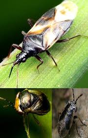 Big Black Bug With White Stripes Pirate Bug Top And Big Eyed Bug Bottom A K A True Bugs The Pirate Bug Is A Tiny 1 12 Predator With A Wide Rangin Insect Eggs Pictures Of Insects Insects