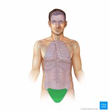 Anatomy of the male pelvis for dummies. Pelvic Cavity Anatomical Spaces Kenhub