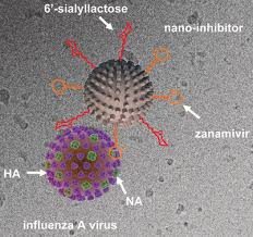 They all cause a respiratory infection, but the type of infection, symptoms, and location of the infection depend on the type of virus you have. Topology Matching Design Of An Influenza Neutralizing Spiky Nanoparticle Based Inhibitor With A Dual Mode Of Action Nie 2020 Angewandte Chemie Wiley Online Library