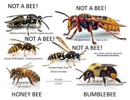 Not my art i just colored it for. Honey Bee Facts Eco Bee Supply