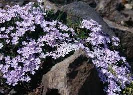 A Native Of Eastern North America Creeping Phlox Phlox Subulata Is A Garden Mainstay For Numerou Creeping Phlox Ground Cover Plants Best Ground Cover Plants