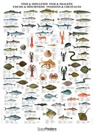 Pin On Acuatic Animals