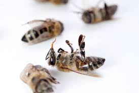 glyphosate bees ile ilgili görsel sonucu