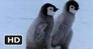 March Of The Penguins 4 4 Movie Clip First Steps 2005 Hd March Of The Penguins Penguins Penguin Movies