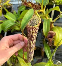 Image result for Heteromorpha stenophylla