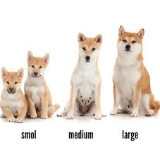 Shiba Inu Dog Size Goldenacresdogs Com