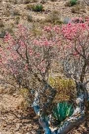 Image result for Faurea discolor