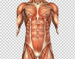 Male abdominal muscle anatomy diagram input from muscle and joint. Abdominal Anatomy Male Anatomy Drawing Diagram