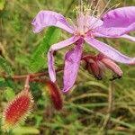 Image result for Clappertonia ficifolia