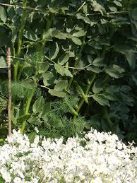 Flowers in season in may south africa. Intermediate To Cool Season Vegetable Crops