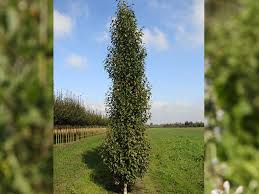 Image result for Oldenlandia fastigiata