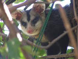 In paraguay arbeiten männer, frauen und kinder in harter körperlicher arbeit, um eine neue kirche aus naturstein zu errichten. Unsere Tiere In Paraguay Ungebetene Besucher Opposum Vogelspinne