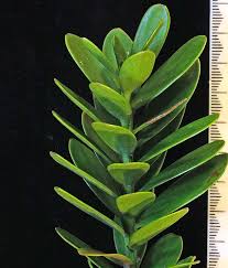 Image result for Agathis