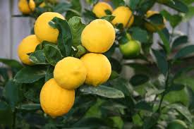 For live oak, search oak, live. Dwarf Mexican Lime Tree