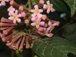 Image result for Rogiera amoena