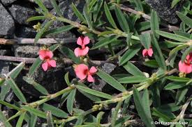 Image result for Indigofera filipes