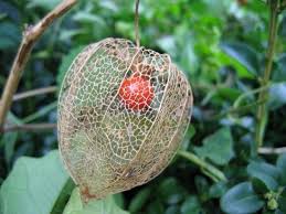 Check spelling or type a new query. How To Grow Chinese Lantern Flower Physalis Alkekengi Gardening Channel