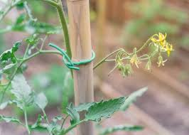 Whilst you want strong plants you do need them to stay fairly compact. Moneymaker Tomatoes Plant Care Growing Tips Horticulture