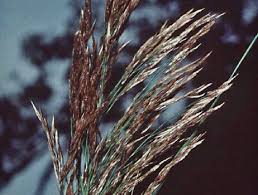 Image result for Phragmites australis