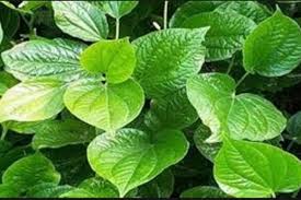 Bidara bisa digunakan untuk mengatasi insomnia serta meningkatkan kualitas tidur. Daun Bidara Usir Jin Juga Penyakit Watyutink