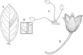 Image result for Sericanthe leonardii