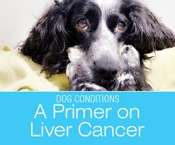 Instead, the symptoms will be of a liver disease including. A Primer On Liver Cancer In Dogs Most Common In Older Dogs