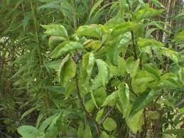 Almost all the leaves are curled. Lilac Leaf Curl What Is It And How To Treat It Homeownershub