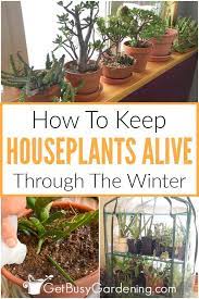 How are house plants affected by the winter? How To Keep Indoor Plants Alive In Winter Get Busy Gardening