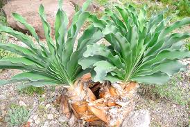 Image result for Boophone