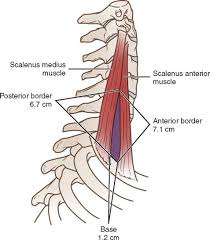 Morphologically, sibson's fascia represents the spread out degenerated tendon of scalenus. 14 Thoracic Surgery Basicmedical Key