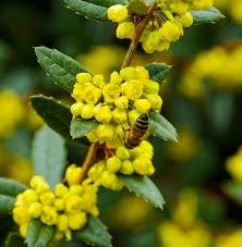Image result for Berberis julianae